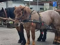 Kobila, Percheron — fotografija 6