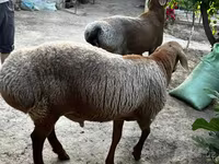 绵羊（批次，未指定性别）, Sheep — 照片 1