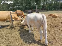 Byk, Charolais cattle — zdjęcie 1