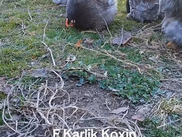 Kočin