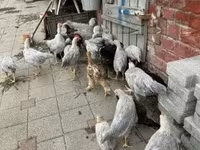 Chickens — zdjęcie 2