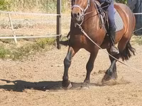 Caballo, Međimurje horse — foto 6