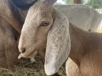 Kozioł, Saanen goat — zdjęcie 2