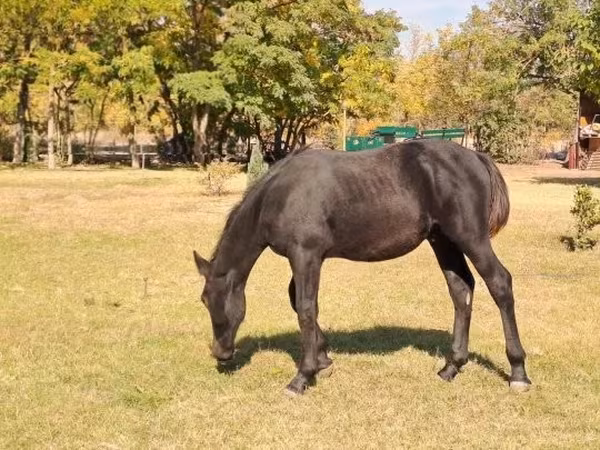 Koń, Nonius horse