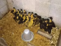 Nemački pekin — fotografija 8