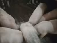 Verro, Cerdos — foto 3