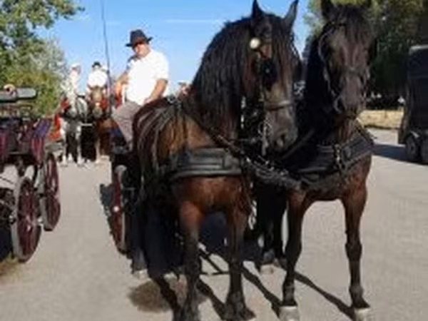 Pastuv, Friesian