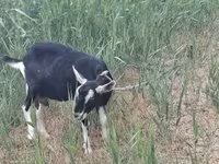 Goat, Goats — photo 5