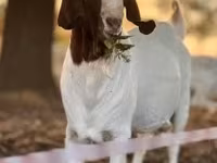 Echki, Boer goat — 2-rasm