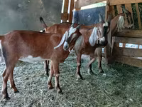 Bode, Cabras — foto 1