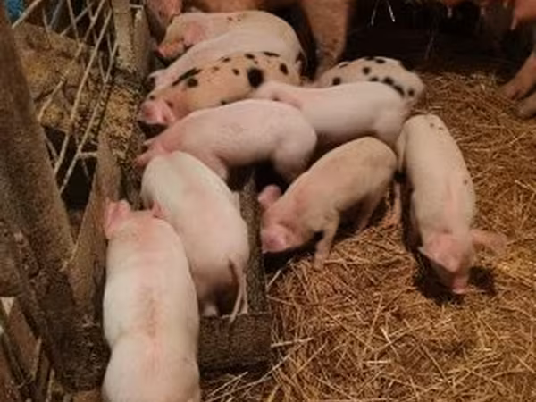 Schweine (Partie, Geschlecht nicht angegeben), Schweine