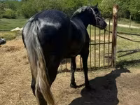 母马, Horses — 照片 7