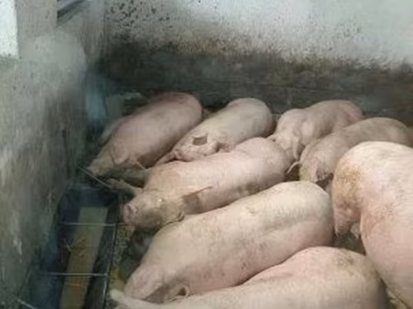 Svinje (partija, pol nije naveden), Свиње