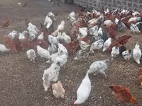 Chickens — 4-rasm