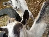 Koza, Kozy — zdjęcie 2