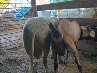 Ovan, Lacaune sheep — fotografija 2
