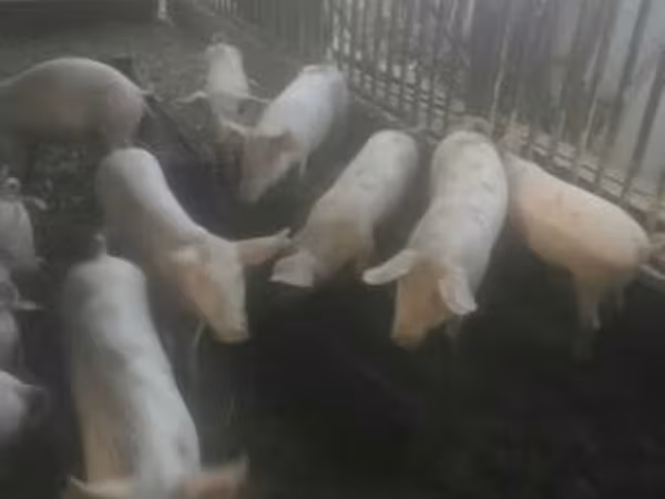 Sow, Крупная белая