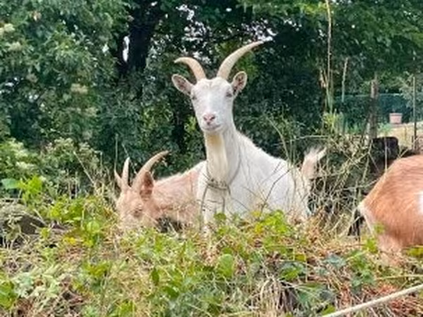 Ziege, Saanen goat