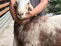 Ovca, East Friesian Dairy sheep — fotografija 7