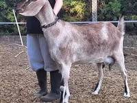 母山羊, Nubian Goat — 照片 3