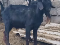 Jarac, Anatolian Black goats — fotografija 3