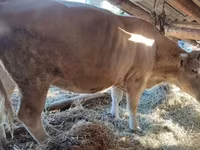 Сиыр, Simmental cattle — 2-сурет