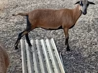 Schaf, Cameroon sheep — Foto 1