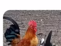 Chickens — الصورة 2