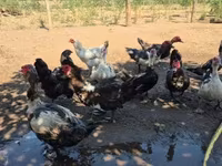 Ducks — photo 4
