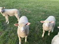 Schaf, Ile-de-France sheep — Foto 2