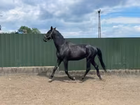 Айғыр, Nonius horse — 2-сурет