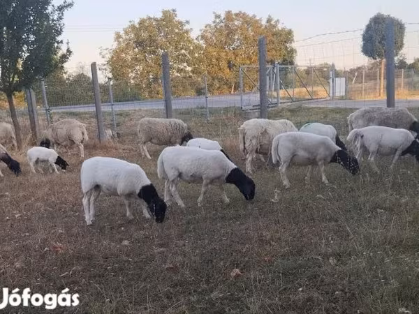Schaf, Dorper sheep
