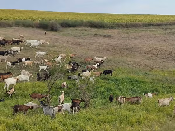 Koza, Козе