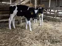 Toro, Russian Black pied cattle — foto 2