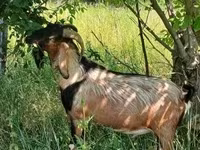 Taka, Nubian Goat — 3-rasm