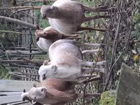 Ovan, Katum sheep — fotografija 3
