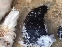Chickens — 写真 2