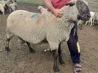 Ovan, Hampshire sheep — fotografija 3
