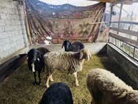 Brebis, Arashan sheep — photo 2