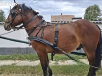 公马, Horses — 照片 2