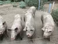 Säue, Schweine — Foto 2