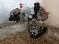 ワイアンドット — 写真 6