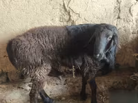 Qoʻchqor, Hissar sheep — 5-rasm