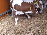 Bik, Pinzgauer cattle — fotografija 3