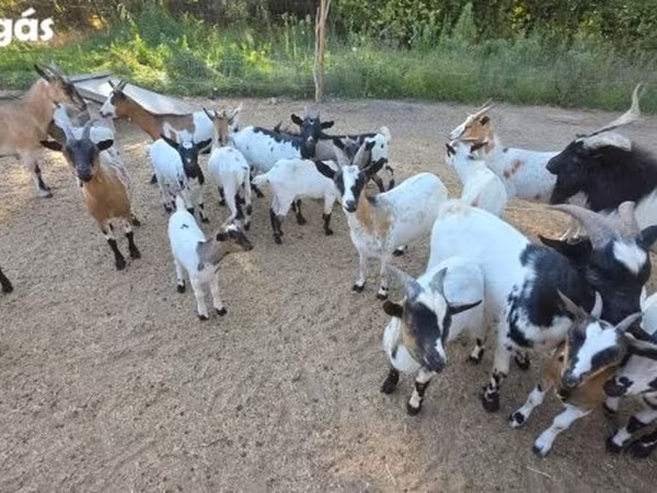 Koza, Nigerian dwarf goats