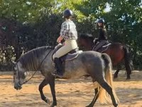 Aygʻir, Andalusian horse — 4-rasm
