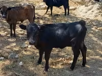 أبقار (دفعة، الجنس غير محدد), ديكستر — الصورة 6