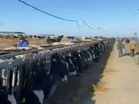 Krowa, Swiss cattle — zdjęcie 1