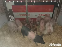 公猪, Pigs — 照片 1
