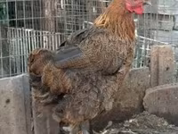 Chickens — Foto 5